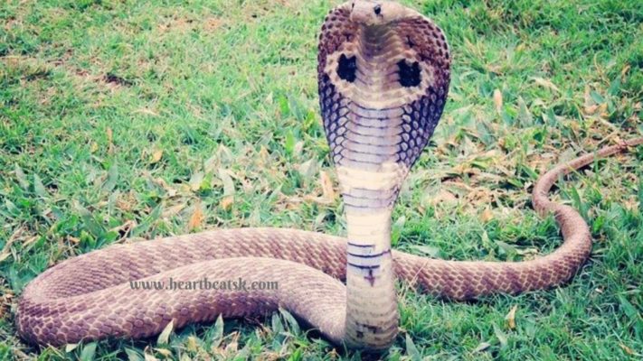 किंग कोबरा (King Cobra) 