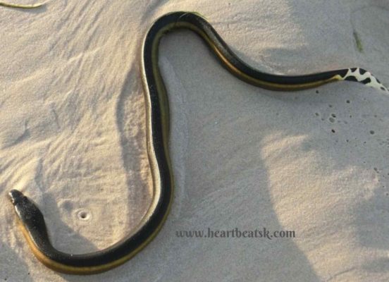 समुद्री साँप (Sea Snake) 