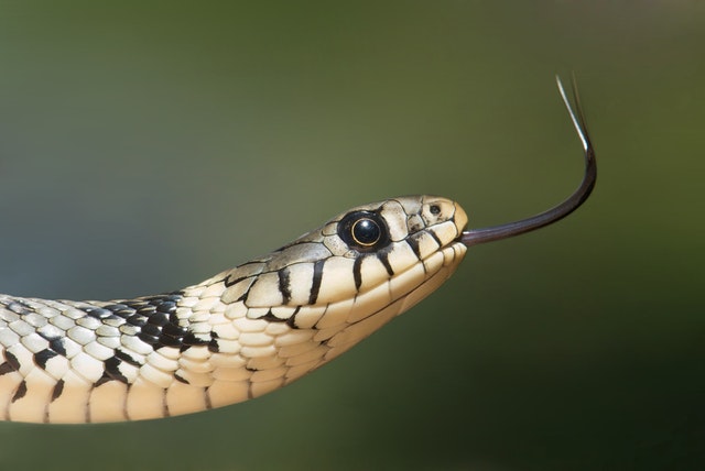  Top Most Dangerous Snake In The World