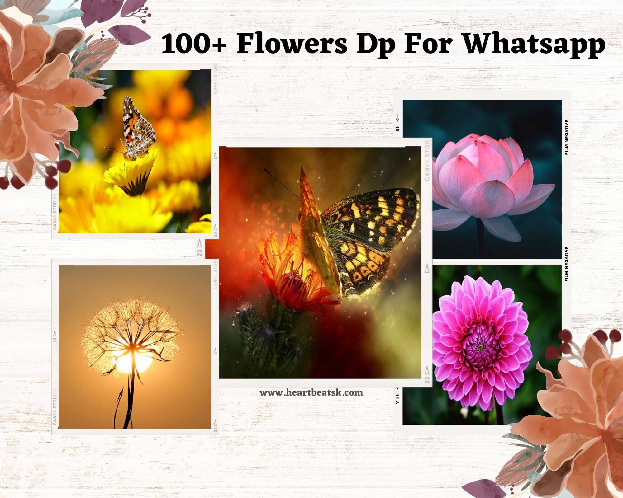Flowers Dp For Whatsapp